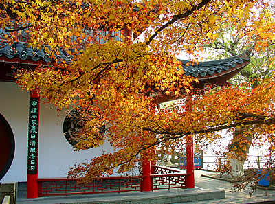 Hangzhou maple leaves in fall (c) 2003 by John C. Goss